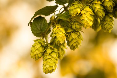 Gün batımında hop koniler. 