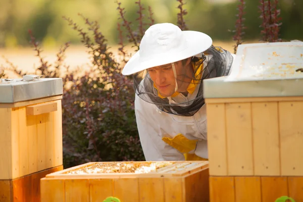 養蜂家の検査ミツバチ. — ストック写真