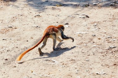 Koşan büyük kuyruklu kolobus