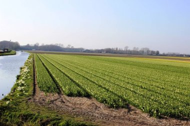 Arka plan bahar Hollanda Amsterdam yakınındaki bir çiçek alanı ile bir manzara içinde pembe ve kırmızı renkli Lale çapraz satırları.