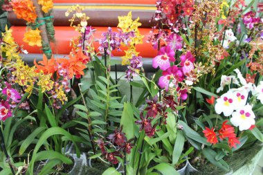 Hollanda 'daki Keukenhof Parkı