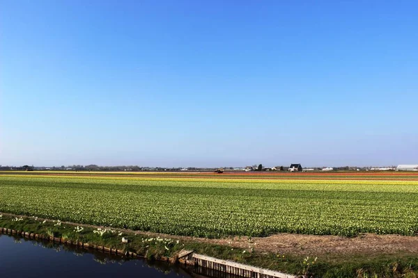 赤で色とりどりのチューリップと春にオランダのアムステルダムに近い背景に花畑の風景にピンクの対角の行. — ストック写真