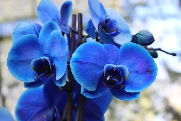 Orquídea azul, flor —  Fotos de Stock