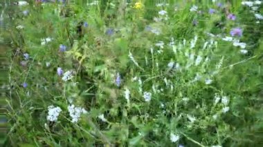 Çiçek açan çimen tarlası. Kamera çiçek açan çayırda hareket ediyor.