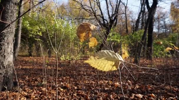 Feuilles d'automne jaunes se déplaçant dans le vent soufflant à travers le parc pittoresque .