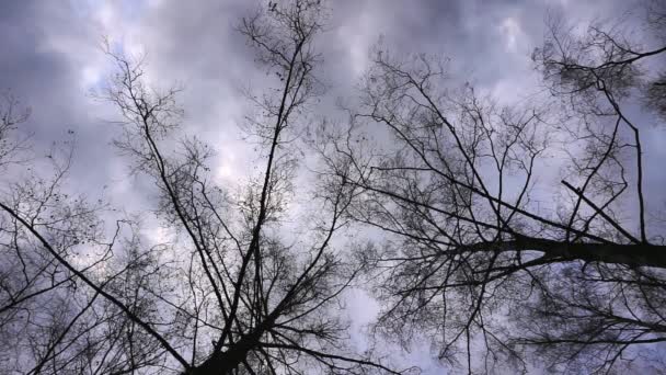 Silhouettes of bare treetop branche over an overcast sky. — Stock Video