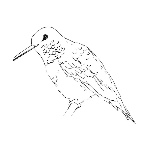 Колібрі. Чорна лінія птах ескіз ізольовані на білому тлі. Векторний малюнок з colibri для вітальні листівки, запрошення, принти, веб-проектів. Боку звернено ілюстрація. — стоковий вектор