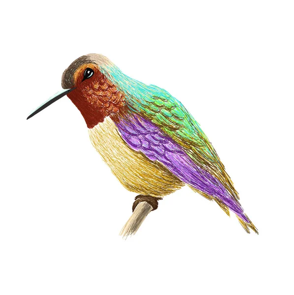 Kolibri med färgglada glansigt fjäderdräkt. Färgglada fågel illustration på vit bakgrund. Vektor ritning av colibri för gratulationskort, inbjudningar, utskrifter, webbprojekt. Ljusa och levande färger. — Stock vektor