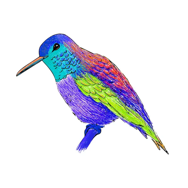 Kolibri med färgglada glansigt fjäderdräkt. Moderna pop art stil. Färgglada fågel, vit bakgrund. Vektorillustration av colibri för gratulationskort, inbjudan, skriva ut, webbprojekt. Ljusa och levande färger. — Stock vektor