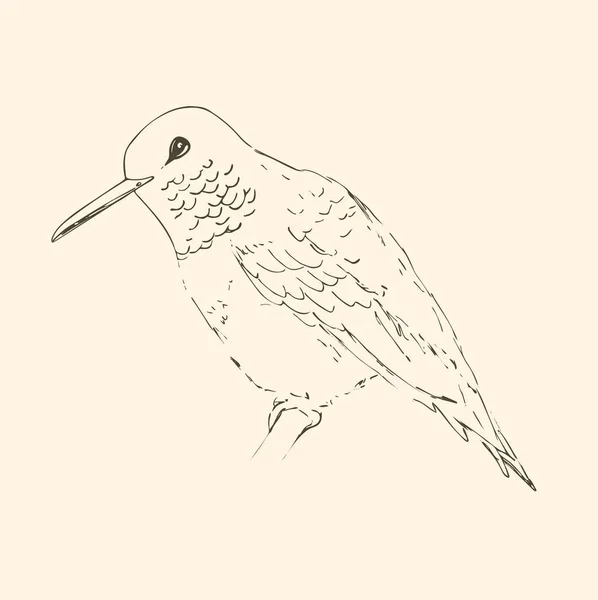 Colibrí aislado sobre un fondo azul oscuro. Esbozo de pájaro. Dibujo vectorial de colibri para tarjetas de felicitación, invitaciones, impresiones, proyectos web. ilustración dibujada a mano . — Archivo Imágenes Vectoriales