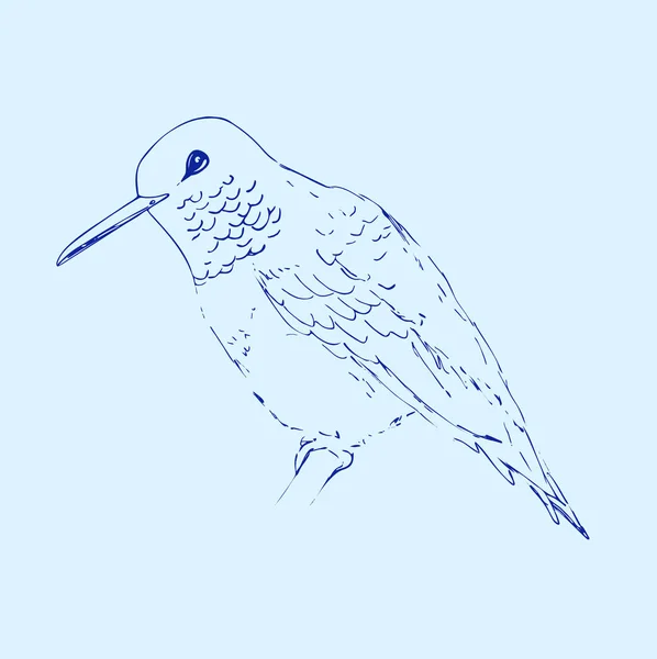 Hummingbird isolado no fundo azul claro. Esboço de pássaros. Desenho vetorial de colibri para cartões de felicitações, convites, gravuras, projetos web. Ilustração desenhada à mão . —  Vetores de Stock