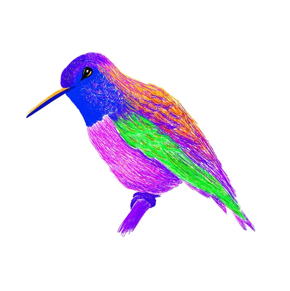 Hummingbird con piumaggio lucido colorato. Stile pop art moderno. Uccello colorato, sfondo bianco. Illustrazione vettoriale di colibri per biglietto di auguri, invito, stampa, progetto web. Colori vivaci e brillanti . — Vettoriale Stock