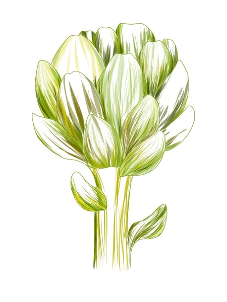 아 티 초 크 녹색 꽃 머리는 흰색 배경에 고립입니다. 신선한 에코-친화적인 제품입니다. 유기농 건강 식품입니다. 벡터 야채 그림입니다. 건강과 아름다움 자연 제품을 위한 디자인입니다. 손으로 그린 인쇄. — 스톡 벡터