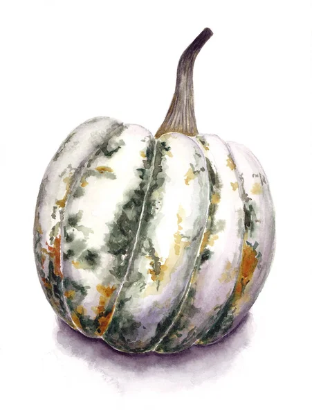 绿色南瓜被隔离在白色背景上 植物学艺术 手绘水彩插图 水彩绘画 水彩画技术 秋季蔬菜收获 — 图库照片