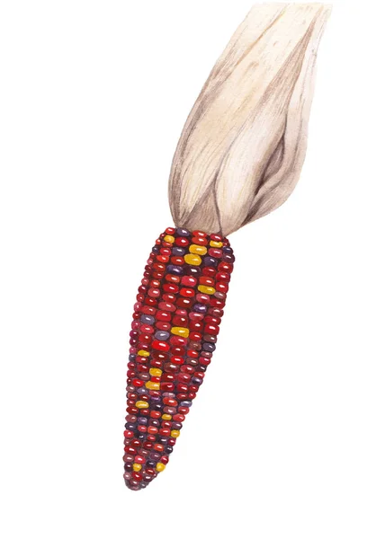 Mazorca Maíz Rojo Ilustración Botánica Realista Planta Zea Mays Colorida — Foto de stock gratis