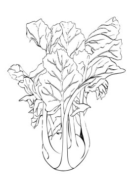 El siyah çizgi alabaşlar lahana beyaz arka plan üzerinde izole çizin. Sebze vektör çizim. Vintage oyma. Taze organik kroki. Vejetaryen ve vegan gıda olgun hasat yeşil. Mutfak tasarımı