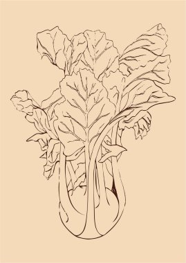 El alabaşlar lahana bej renkli arka plan üzerinde izole kahverengi çizgi çizin. Sebze vektör çizim. Vintage oyma. Taze organik kroki. Vejetaryen ve vegan gıda olgun hasat yeşil. Mutfak tasarımı