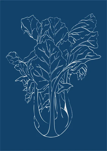 Mão desenhar linha branca couve Kohlrabi isolado no fundo azul. Ilustração do vetor vegetal. Gravura vintage. Esboço orgânico fresco. Vegetariano e vegan comida verde colheita madura. Projeto da cozinha . — Vetor de Stock