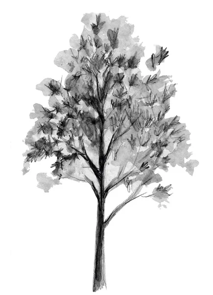 Hand drawn sketch. Tree illustration. Back element isolated on white background. Freehand drawing. — Stock Photo, Image