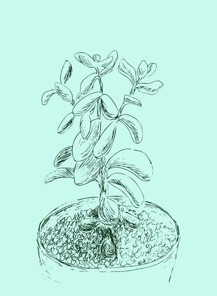 Schizzo disegnato a mano di Succulento. Pianta da appartamento Crassula ovata, pianta di giada. Illustrazione vettoriale dell'albero dei soldi in vaso di fiori isolato su sfondo verde chiaro. Disegno di linee. Incisione vintage . — Vettoriale Stock