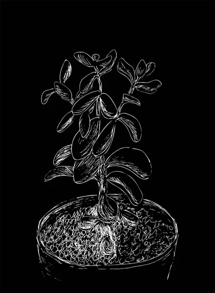 Dibujo dibujado a mano de Suculento. Planta de casa Crassula ovata, planta de jade. Ilustración vectorial de árbol de dinero en maceta aislada sobre fondo negro. El dibujo de línea blanca. Grabado vintage . — Vector de stock