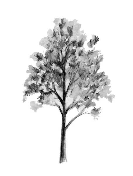Schizzo disegnato a mano. Illustrazione vettoriale albero. Elemento posteriore isolato su sfondo bianco. Disegno mano libera . — Vettoriale Stock