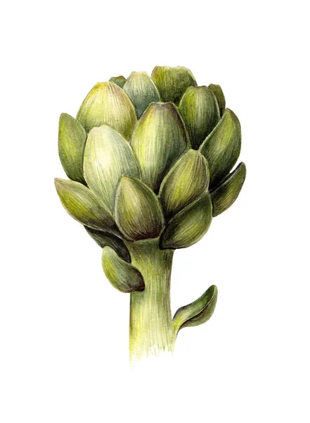 Zielony Karczocha Świeżej Żywności Wegetariańska Organicznych Akwarela Ilustracji Botanicznych Białym — Zdjęcie stockowe