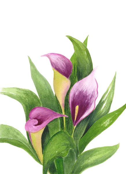 オランダカイウユリは 白い背景で隔離 花束の水彩イラスト 紫色の花と緑の葉 植物の現実的な芸術 結婚式の招待のホリデー カード — ストック写真