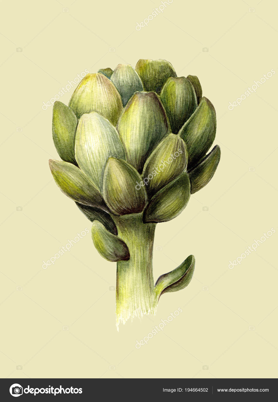 Artichoke 6x8 FT Photo Backdrops,Hand Drawn Healthy Foods in Various Forms Organic Natural Gourmet Artwork Print Background for Baby Shower Birthday Wedding Bridal Shower Party Decoration Photo Studio