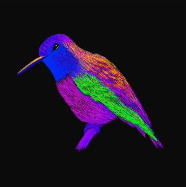 Sinek kuşu renkli parlak tüyleri ile. Modern pop sanat tarzı. Renkli kuş, siyah arka plan. Colibri için tebrik kartı, davet, vektör çizim yazdırma, web projesi. Parlak ve canlı renkler.