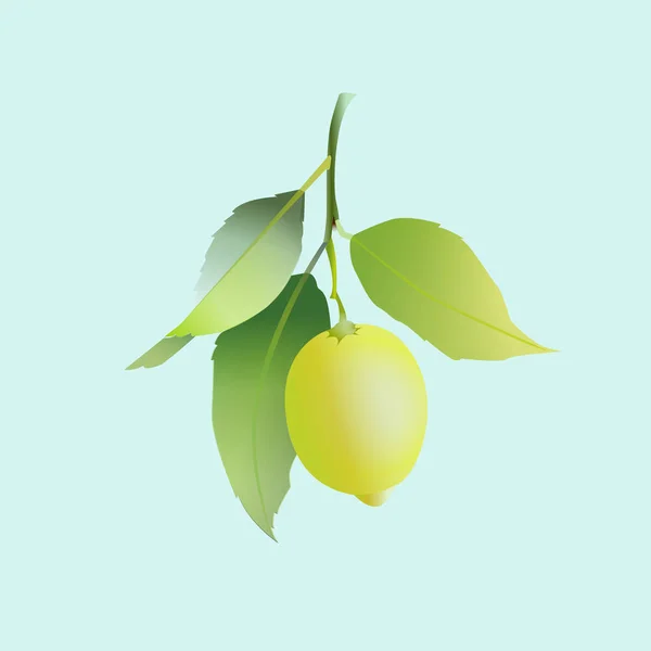 Frutto al limone con foglie isolate su fondo azzurro. Frutta FreshLemon con foglie isolate su fondo azzurro. Agrumi freschi. Illustrazione vettoriale . — Vettoriale Stock