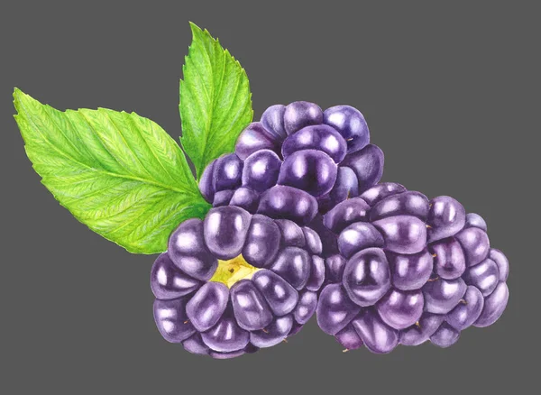 三个黑莓叶隔离在灰色背景特写 新鲜浆果水彩画 植物学艺术 写实的画 — 图库照片