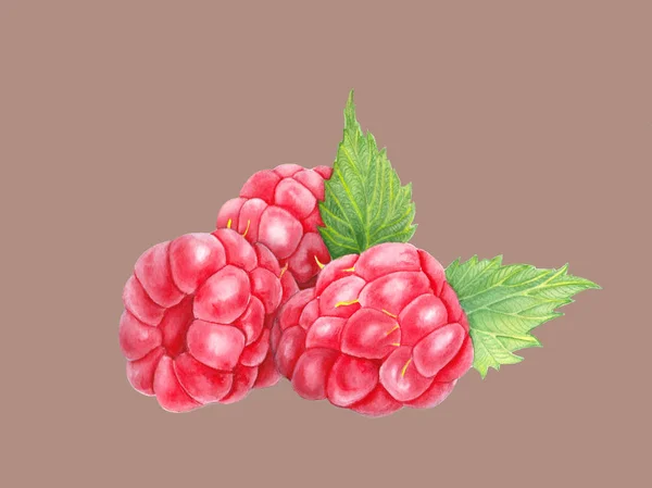 Framboise Avec Des Feuilles Gros Plan Illustration Aquarelle Peinture Baies — Photo