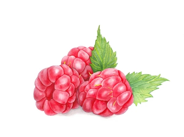 树莓，叶在特写。 水彩画。 手工绘制的浆果在白色背景上被隔离。 植物学现实主义艺术. — 图库照片