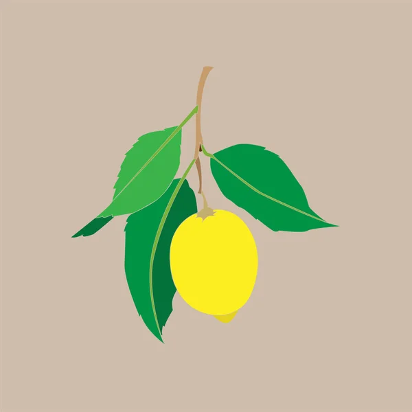 Φρούτα λεμονιού με φύλλα απομονωμένα σε ανοιχτόχρωμο φόντο. Φρέσκα εσπεριδοειδή. Εικονοδιάνυσμα επίπεδη απεικόνιση. — Διανυσματικό Αρχείο