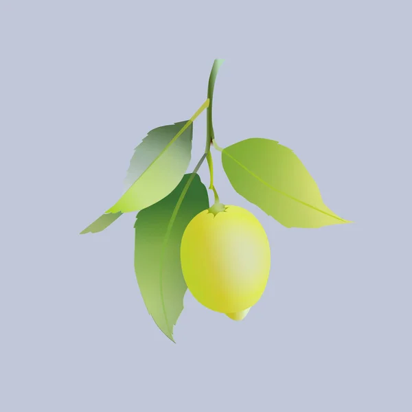Fruto de limón con hojas aisladas sobre fondo gris. Cítricos frescos. Ilustración vectorial . — Vector de stock