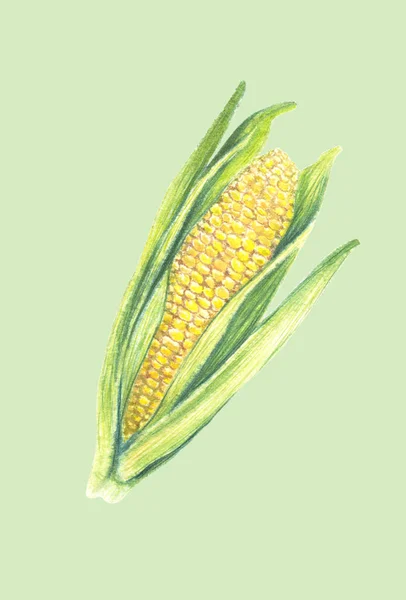 Sweet corn cob with leaves. isolated on light background. Watercolor painting. Hand drawn illustration. Realistic botanical art. — 图库照片