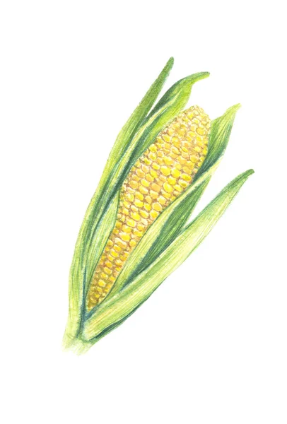Słodka kolba kukurydzy z liśćmi. izolowany na białym tle. Wodny — Zdjęcie stockowe