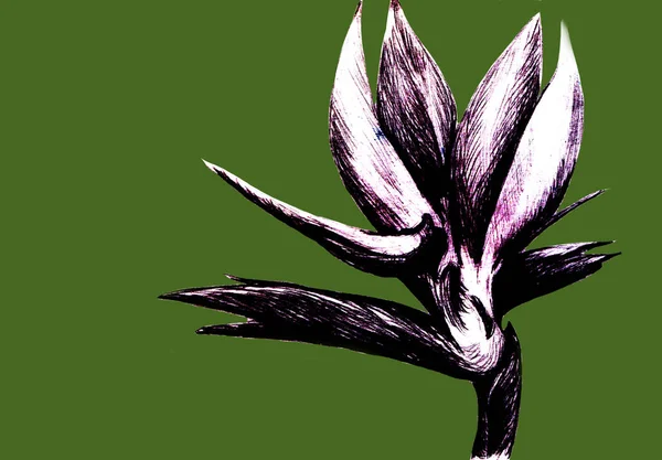 Paradicsommadár Strelitzia Reginae Zöld Alapon Elszigetelt Virága Kézzel Rajzolt Botanikai — Stock Fotó