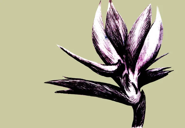 Paradiesvogel Strelitzia Reginae Blume Isoliert Auf Hellem Hintergrund Handgezeichnete Botanische — Stockfoto