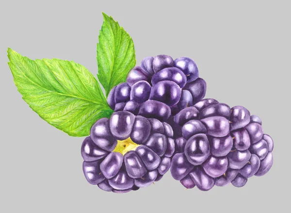 三个黑莓叶隔离在一个轻背景特写 新鲜浆果水彩画 植物学艺术 写实的画 — 图库照片