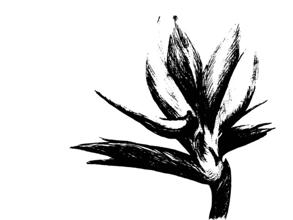 Paradiesvogel (strelitzia reginae) Blume isoliert auf weißem Hintergrund. handgezeichnete botanische Illustration, exotische tropische Pflanze. Grafik-Design-Element. für Grußkarte, Einladung, Druck. — Stockvektor