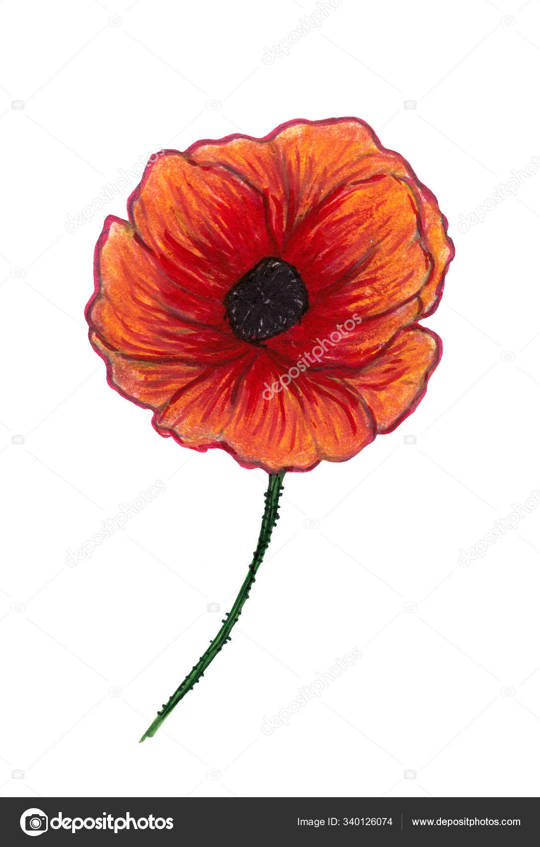 Bright Red Poppy Isolated White Background Beautiful Flower Pencil Drawing Stock Photo Image By C Sshisshka