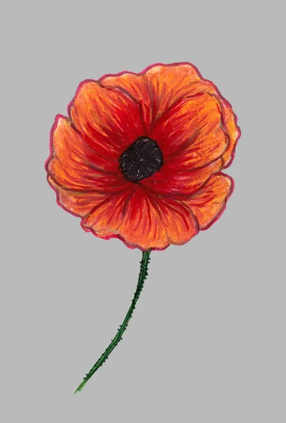 Bright Red Poppy Isolated Gray Background Beautiful Flower Pencil Drawing — 스톡 사진