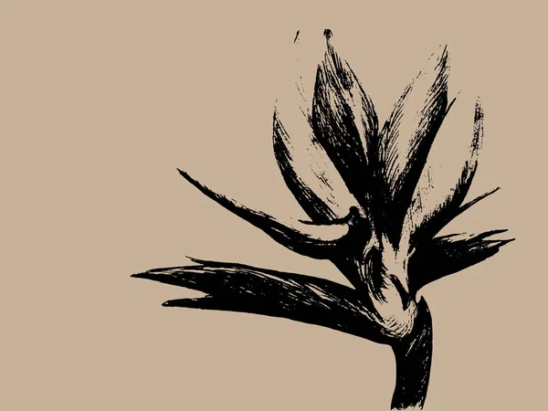 Paradiesvogel (strelitzia reginae) Blume isoliert auf hellem Hintergrund. handgezeichnete botanische Illustration, exotische tropische Pflanze. Grafik-Design-Element. für Grußkarte, Einladung, Druck. — Stockvektor