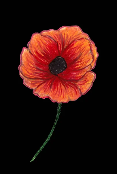 Bright Red Poppy Isolated Black Background Beautiful Flower Pencil Drawing — Stock Photo, Image