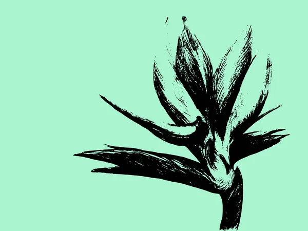 Pássaro do paraíso (Strelitzia reginae) flor isolada em fundo claro. Ilustração botânica desenhada à mão, planta tropical exótica. Elemento de design estilo gráfico. Para cartão de felicitações, convite, impressão . — Vetor de Stock