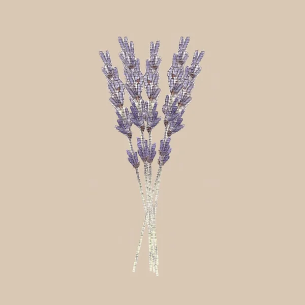 Hromada Francouzských Levandulových Květin Izolovaných Světle Béžovém Pozadí Krásná Kytice — Stock fotografie