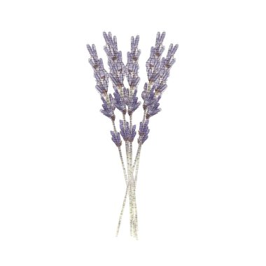 Beyaz arka planda bir demet Fransız lavanta çiçeği var. Güzel bir buket kır çiçeği. Botanik suluboya. El çizimi illüstrasyon.