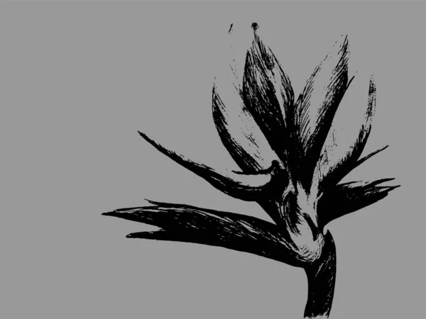 Paradiesvogel Strelitzia Reginae Blume Isoliert Auf Grauem Hintergrund Handgezeichnete Botanische — Stockvektor